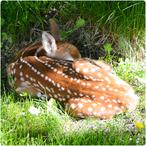 Fawn